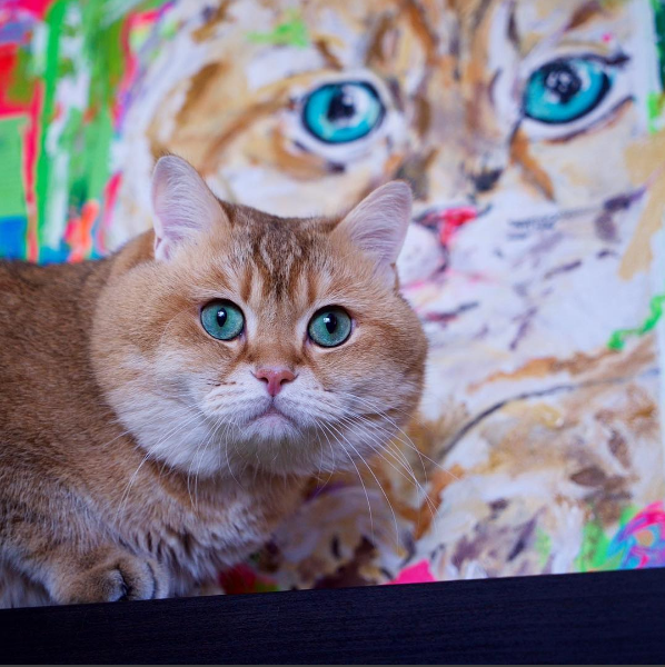 Meet Hosico The Most Famous Cat On Instagram Right Now Virily