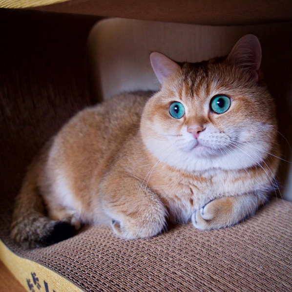 Meet Hosico-The Most Famous Cat On Instagram Right Now! – Virily