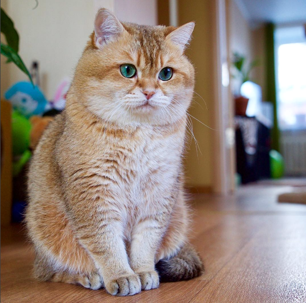 Meet Hosico-The Most Famous Cat On Instagram Right Now! – Virily