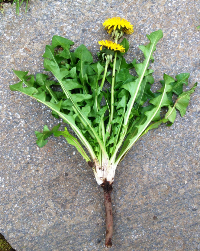 Benefits of Dandelion roots Virily