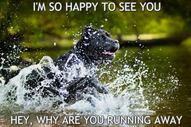 I'm so happy to see you! Hey, why are you.... Cane Corso Meme #1 - Virily