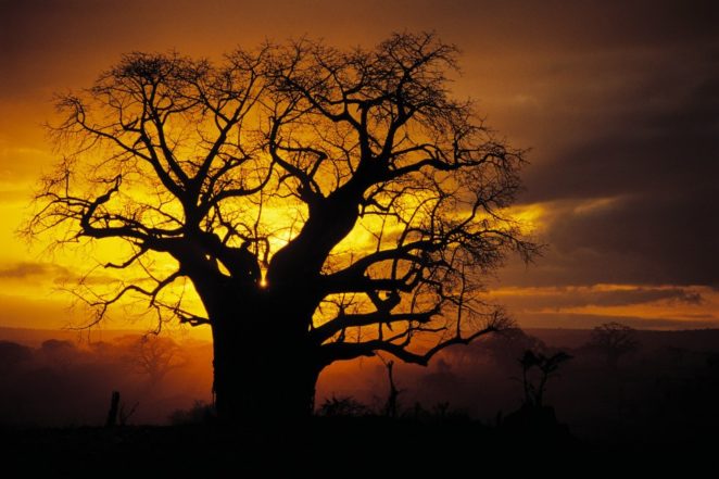 6000-year-old baobab tree in Senegal - Virily