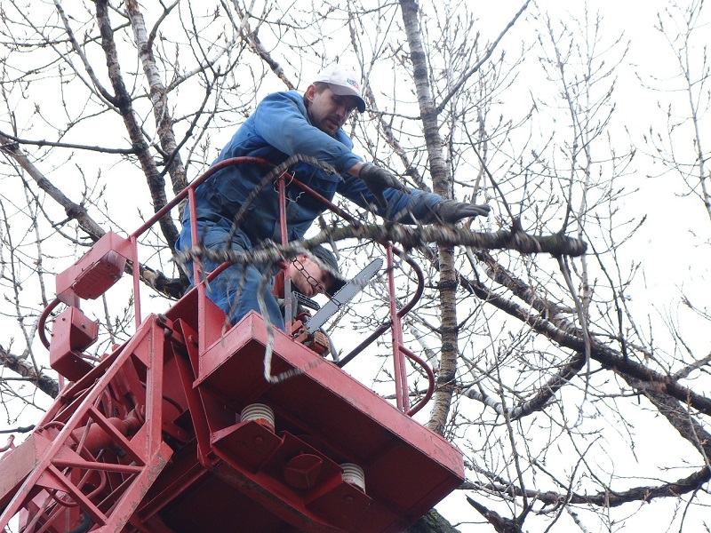 Tree Pruning Services