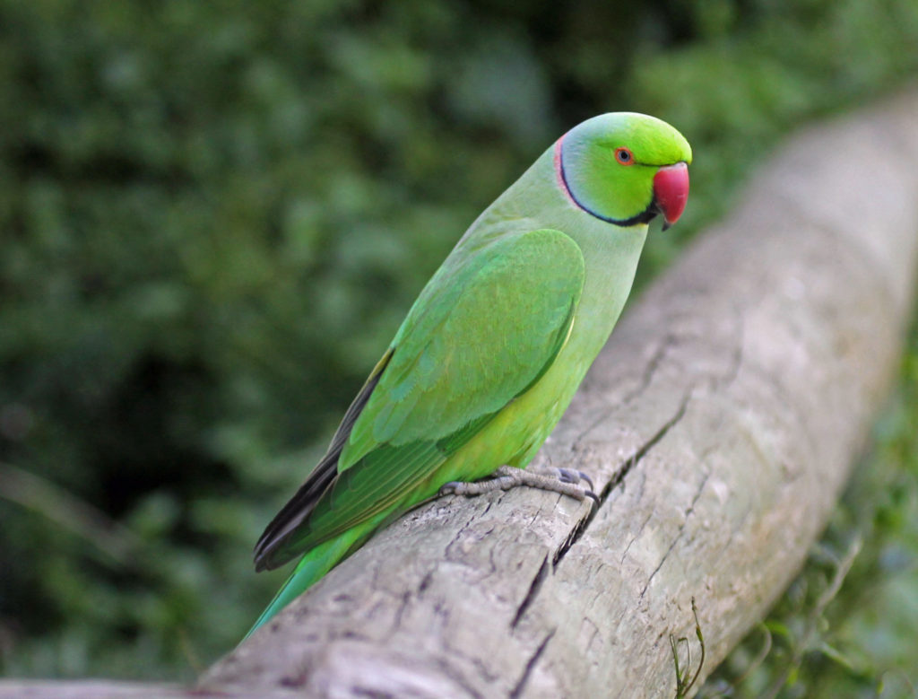 plants-insects-and-animals-some-non-native-species-in-great-britain