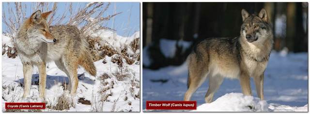 Understanding The Differences Between Wolves and Coyotes - Virily