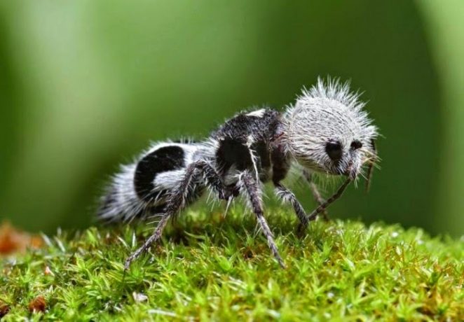 The Panda Ant - Virily