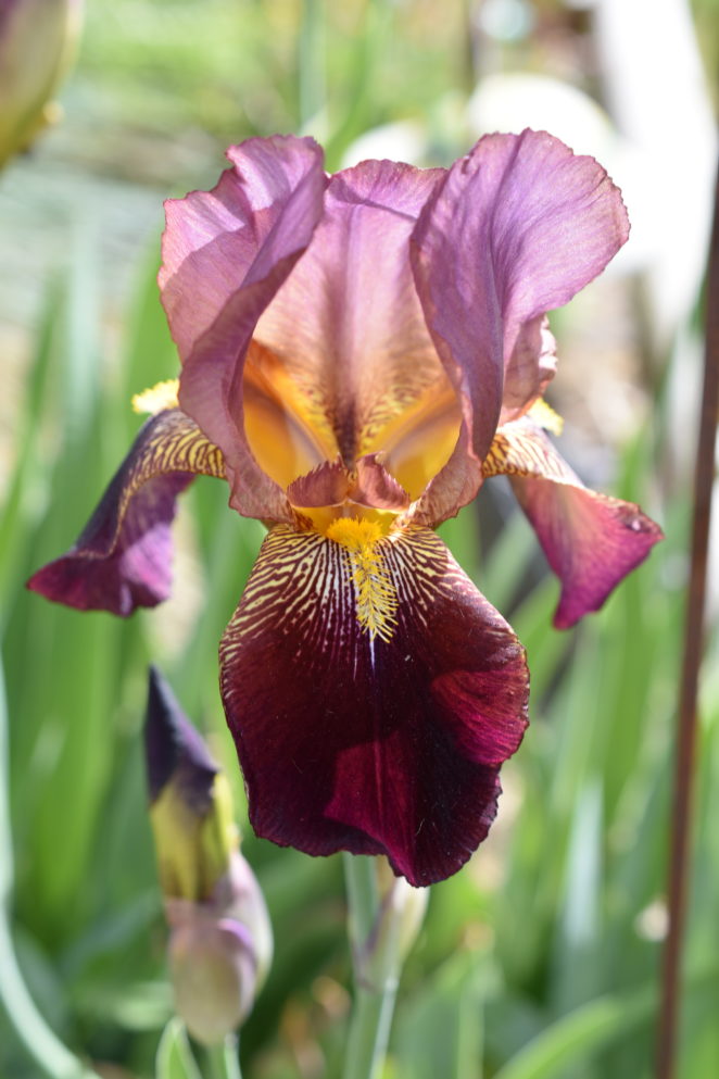 Iris of A Different Color Virily