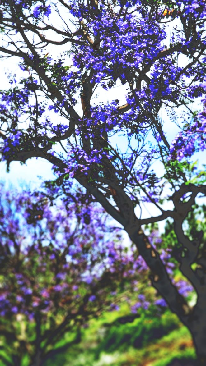 Spring Silhouettes And Shadows >> Silhouettes Shadows 365 Photos Challenge Justforfun Challenge Spring Silhouettes And Shadows >> Silhouettes Shadows 365 Photos Challenge Justforfun Challenge