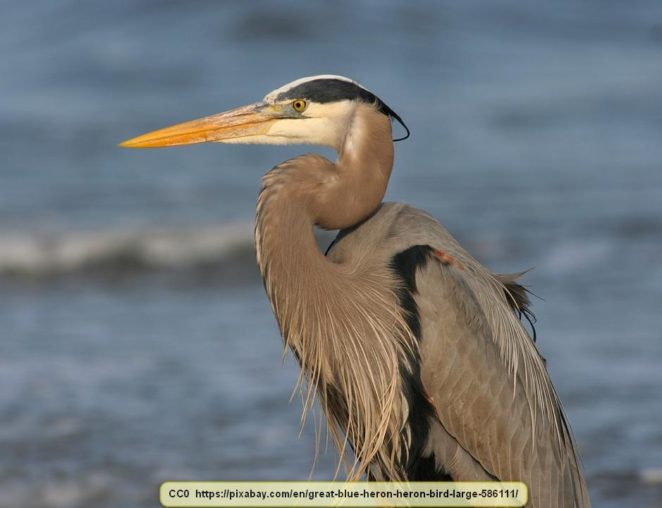 Pictorial Gallery of the Wading Birds of Montana – Virily