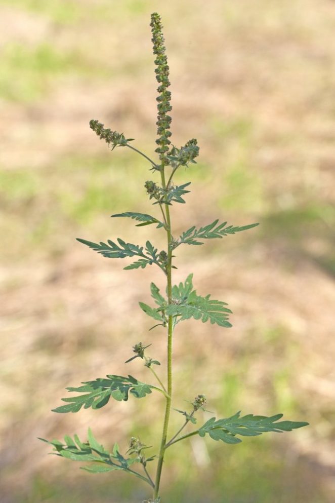Plants whose pollen can cause you an allergy!Third part